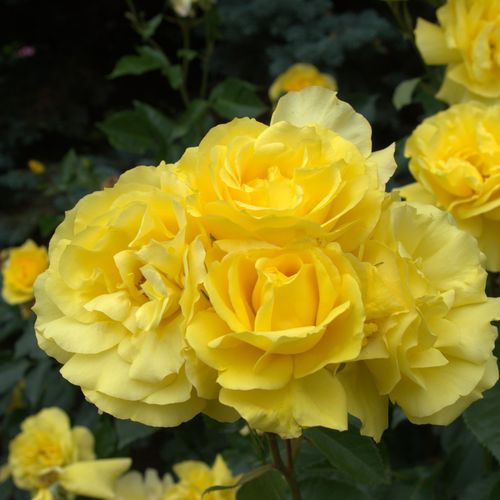 Shop - Rosa Friesia® - gelb - floribundarosen - diskret duftend - Reimer Kordes - Die schönste Sorte der gelben floribunda Rose, die Blütenfarben bleiben bis zur Ende der Blütezeit erhalten.